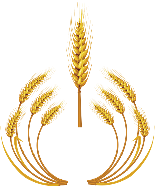 Колосья пшеницы