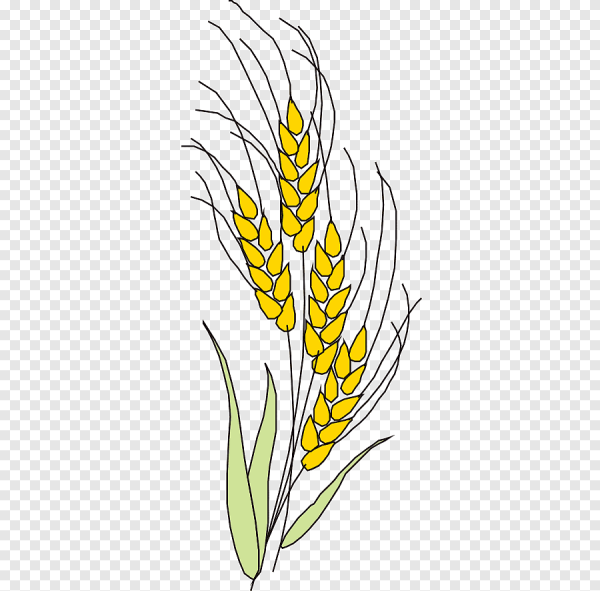 Рисование колосок