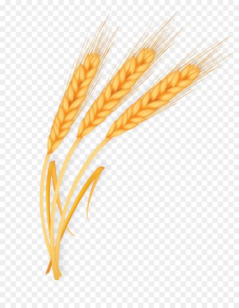 Пшеница рисунок