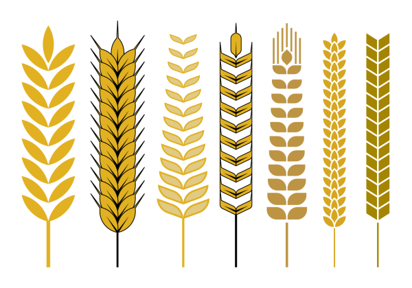 Колос зерна вектор