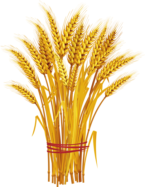 Сноп пшеницы вектор