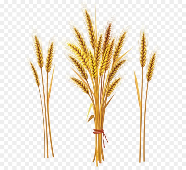 Пшеница для детей