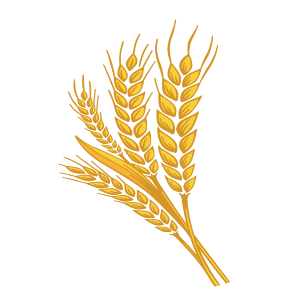 Колосья пшеницы