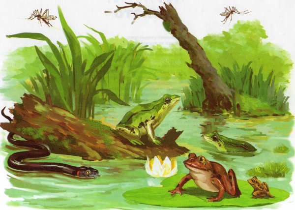 Трясина рисунок