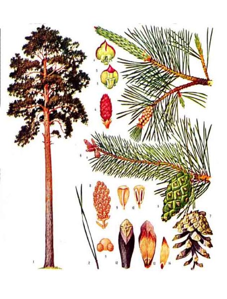 Хвоинки дерева сосна обыкновенная