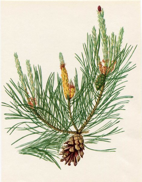 Сосна для дошкольников