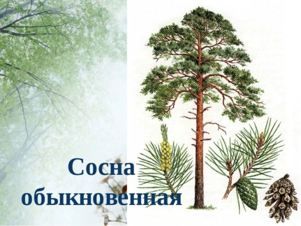 Сосна для детей