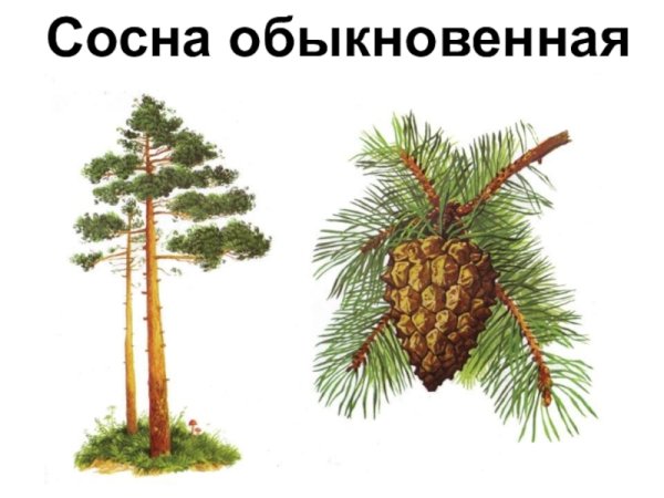 Хвоинки сосны кедровой рисунок