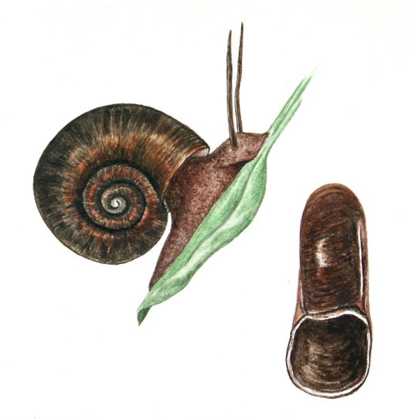 Planorbarius corneus