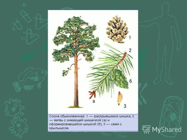 Кедр Сибирский хвоинки