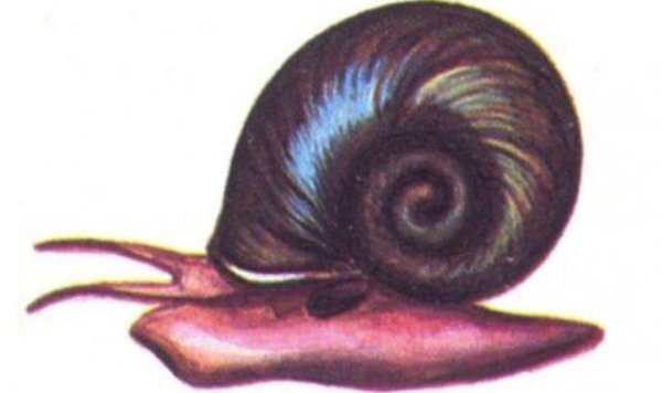 Раковина роговой катушки рисунок