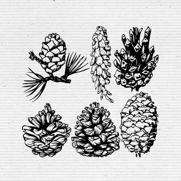 Голосеменные осина