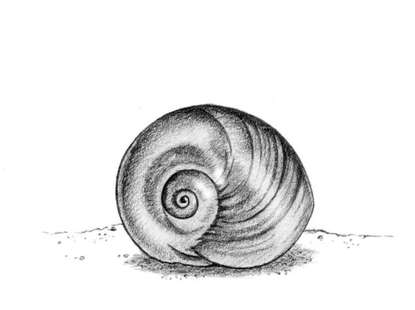 Моллюск карандашом