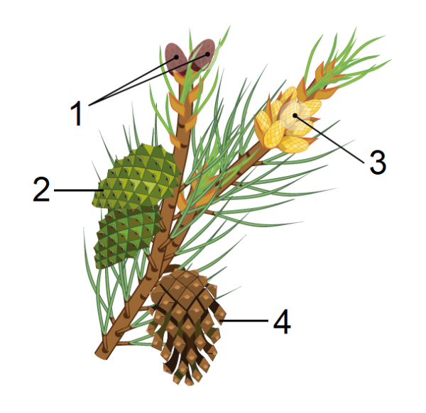 Сосна обыкновенная