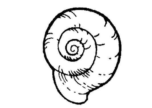 Улитка катушка раскраска