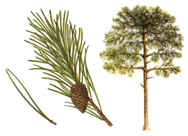 Сосна Сибирская кедр Сибирский