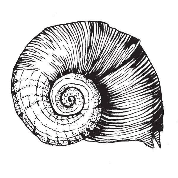 Зарисовки ракушек