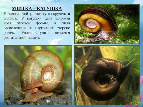 Улитка катушка Дальневосточная