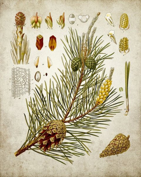 Хвойные Голосеменные сосна обыкновенная