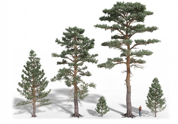 Строение побега сосны