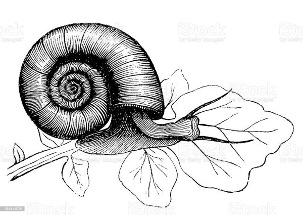 Planorbarius corneus рисунок