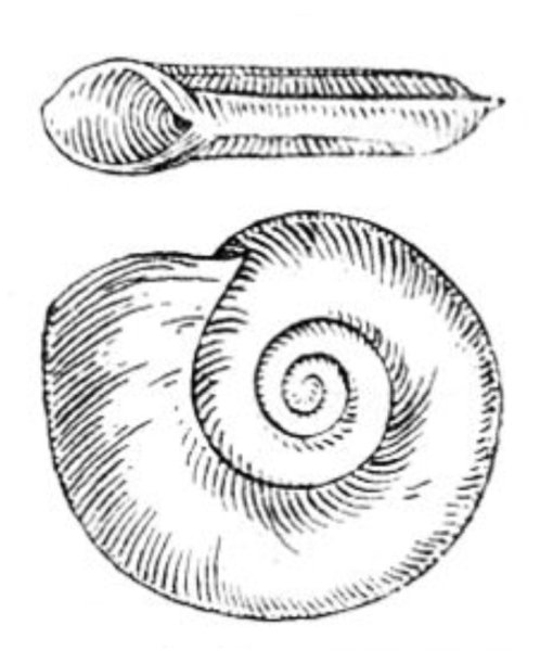 Planorbis carinatus