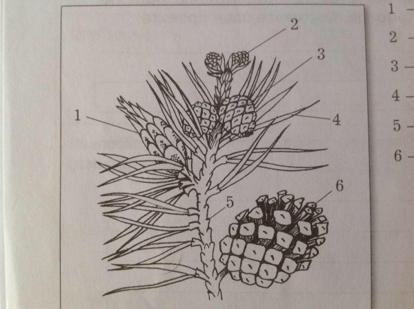 Сосна обыкновенная и сосна Сибирская