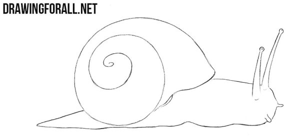 Улитка ахатина раскраска