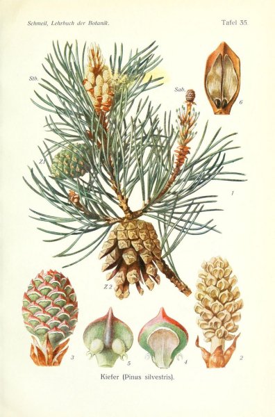 Сосна обыкновенная почки сосны