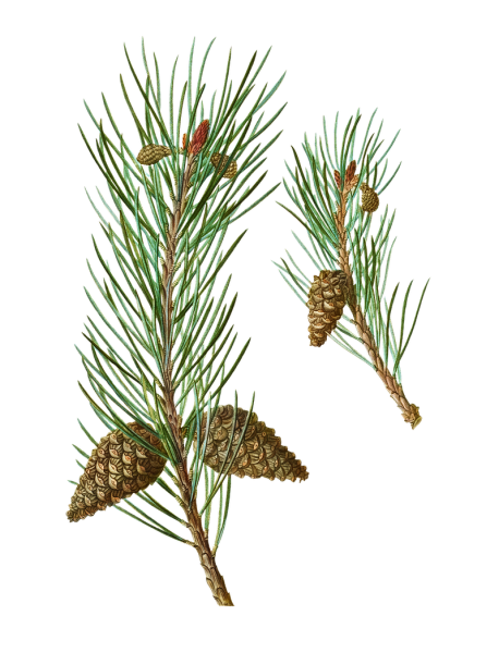 Цикл роста сосны обыкновенной