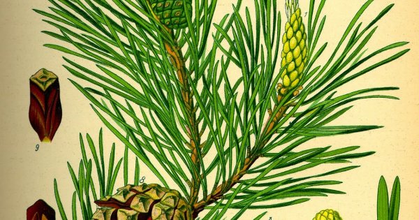 Сибирский кедр дерево рисунок