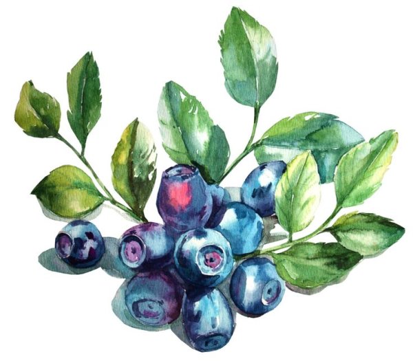 Голубика акварелью