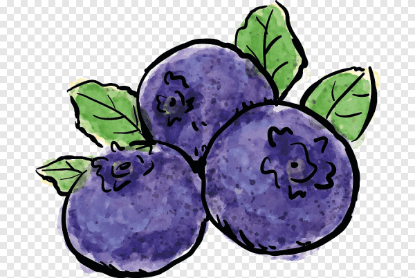 Черника вектор