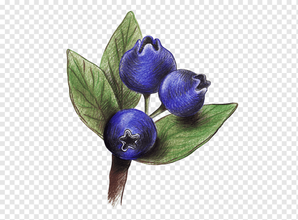 Раскраска ягоды черника