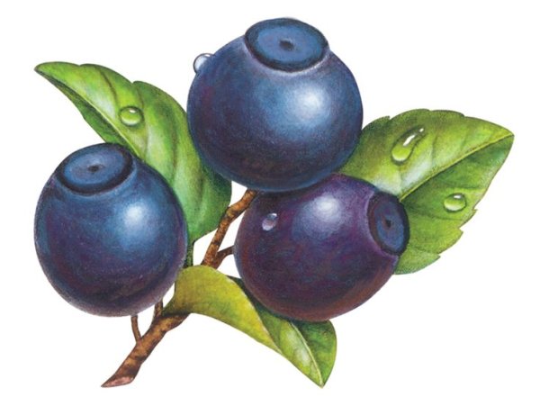 Черника рисунок карандашом