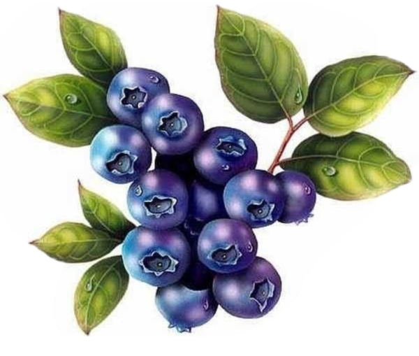 Голубика акварелью