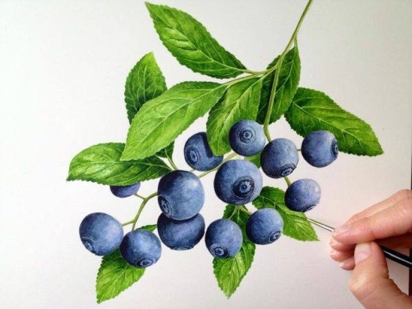 Черника Графика