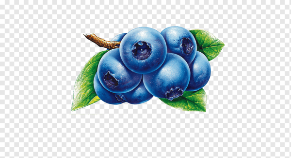 Паттерн ежевика вектор