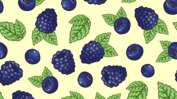 Голубика Ботаническая иллюстрация