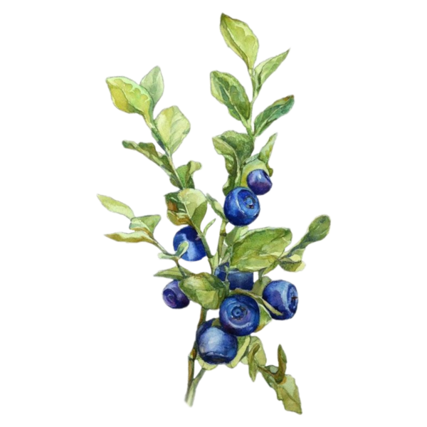 Черника для детей