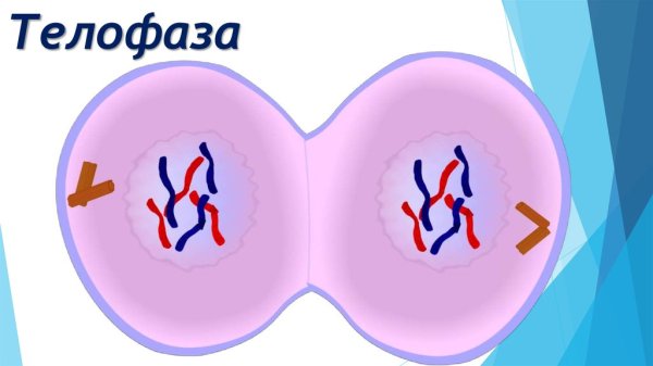 Телофаза кариокинез