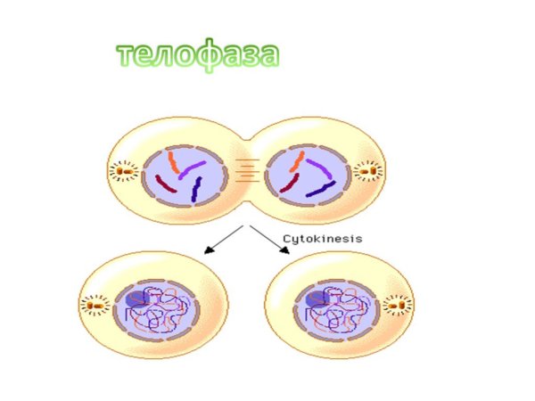 Телофаза митоза