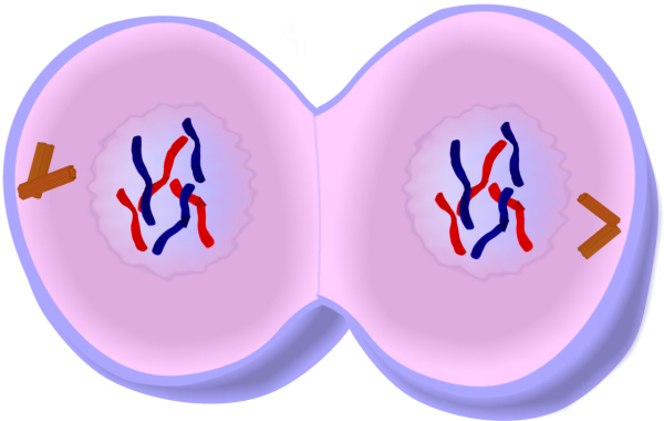 Telophase Mitosis