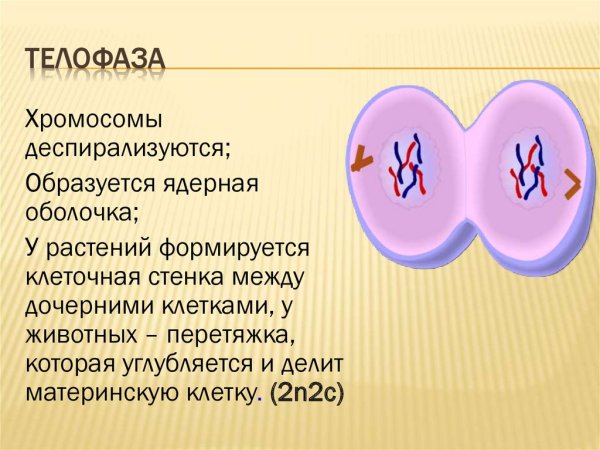 Телофаза митоза биология ЕГЭ