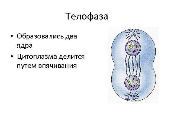 Телофаза мейоза 1 и 2
