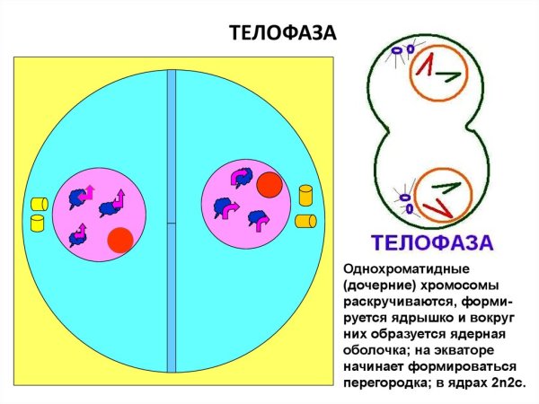 Телофаза 2n2c