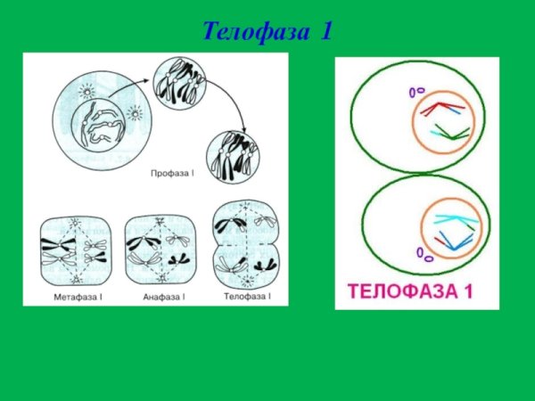 Хромосомный набор клеток в телофазе 2