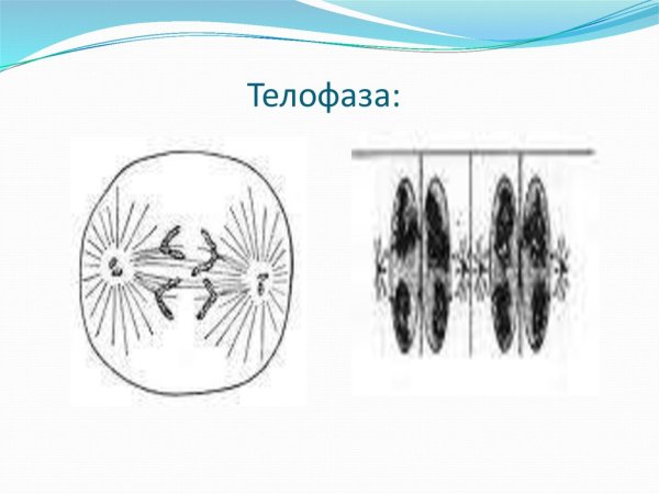 Деление клетки телофаза