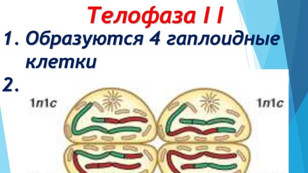 Телофаза ранняя и поздняя