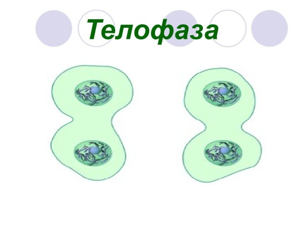 Фазы деления клетки митоз